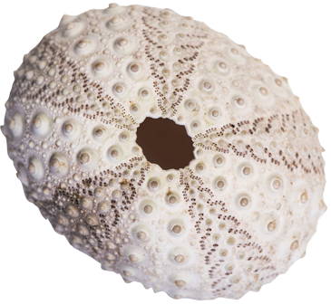concha-1